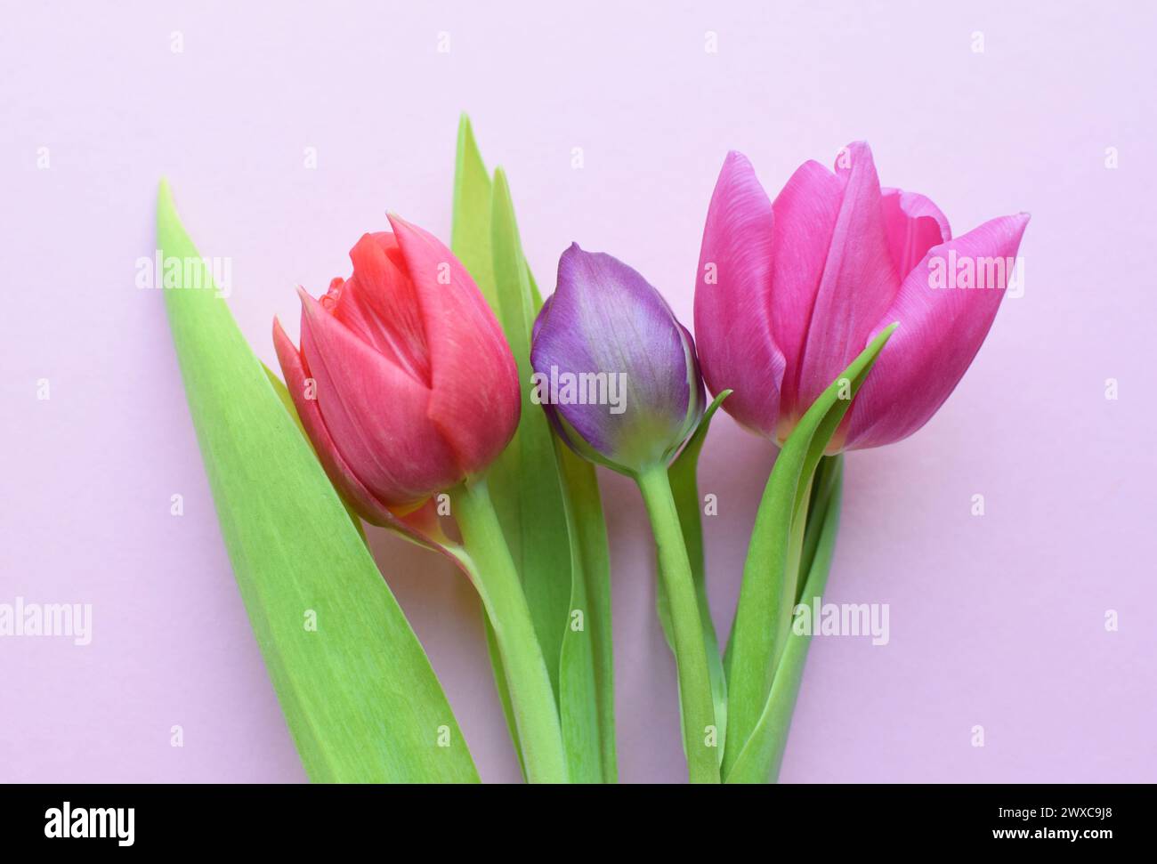 Bouquet of colorful spring tulips for Mother's Day or Women's Day on a pink background. Top view in flat style. Stock Photo