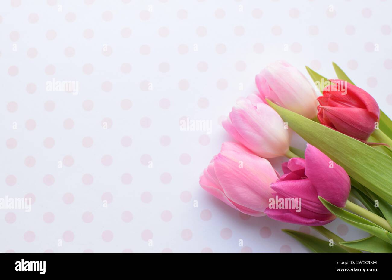 Bouquet of colorful spring tulips for Mother's Day or Women's Day on a pink background. Copy space Stock Photo