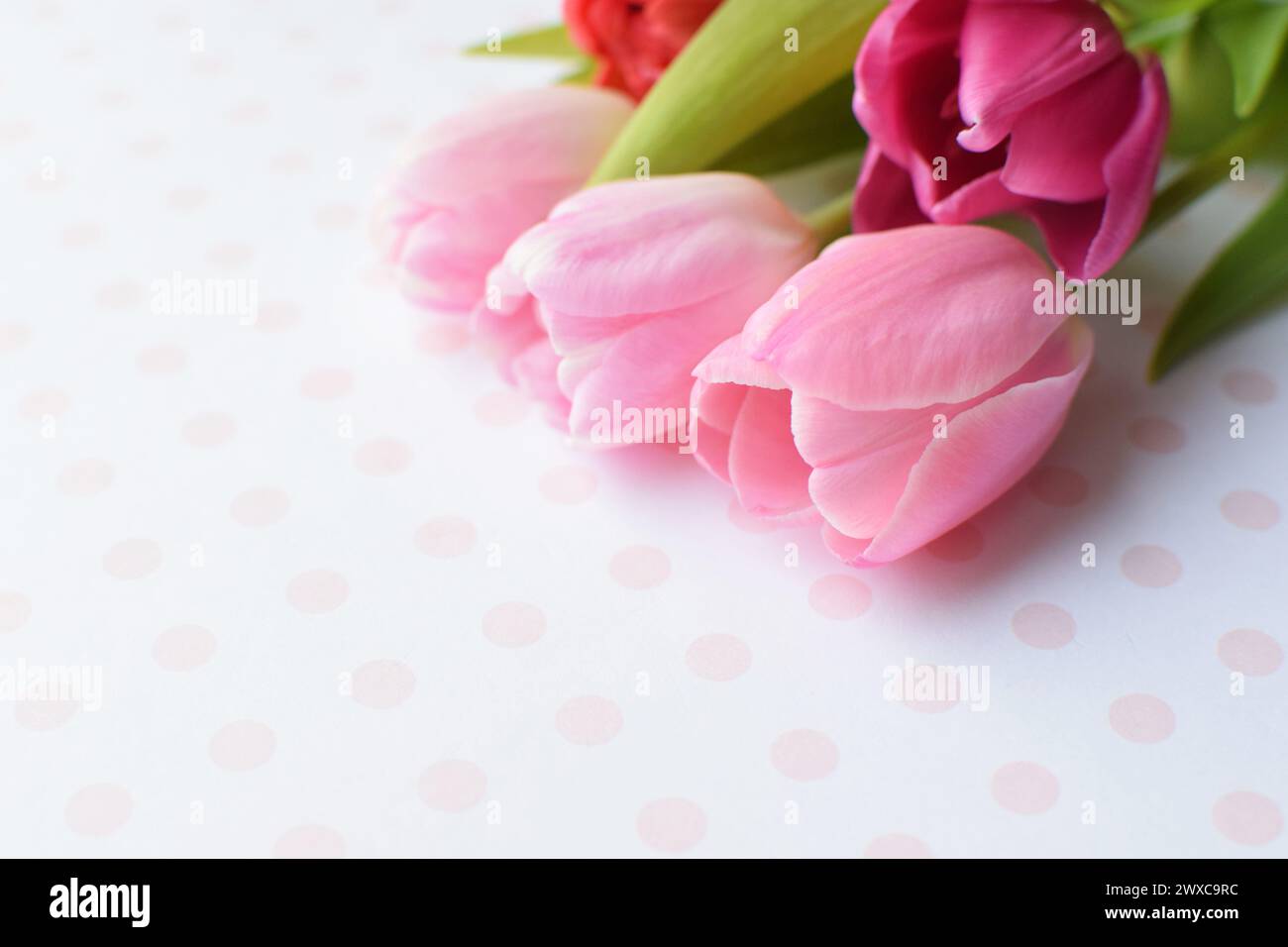 Bouquet of colorful spring tulips for Mother's Day or Women's Day on a pink background. Top view in flat style. Stock Photo