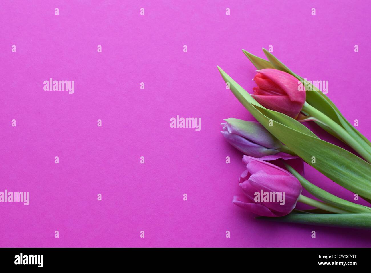 Bouquet of colorful spring tulips for Mother's Day or Women's Day on a  fuchsia background. Top view in flat style. Stock Photo