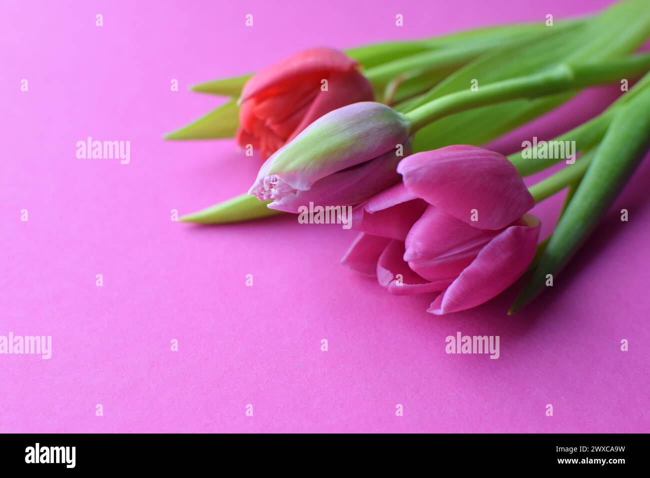 Bouquet of colorful spring tulips for Mother's Day or Women's Day on a  fuchsia background. Top view in flat style. Stock Photo