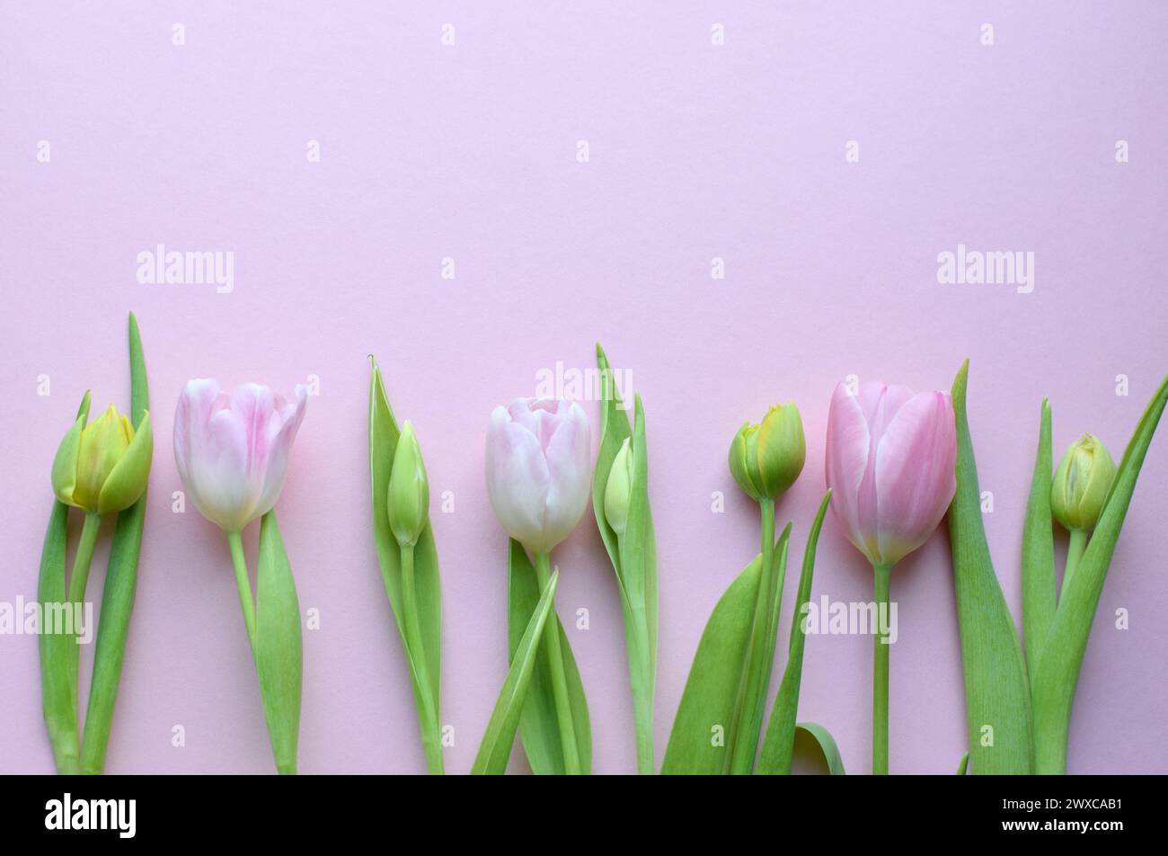 Bouquet of colorful spring tulips and place for text for Mother's Day or Women's Day on a pink background. Copy space Stock Photo