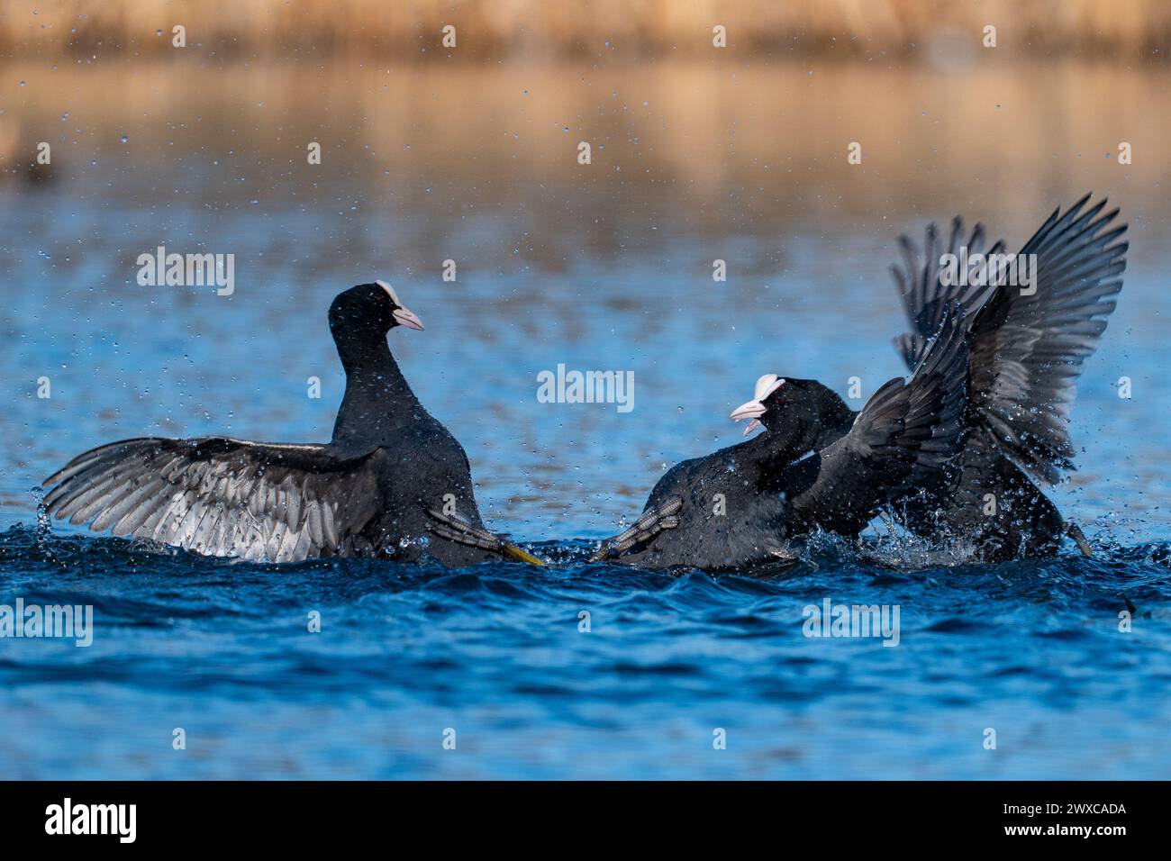Fighting Ducks, Eurasian Coot Stock Photo