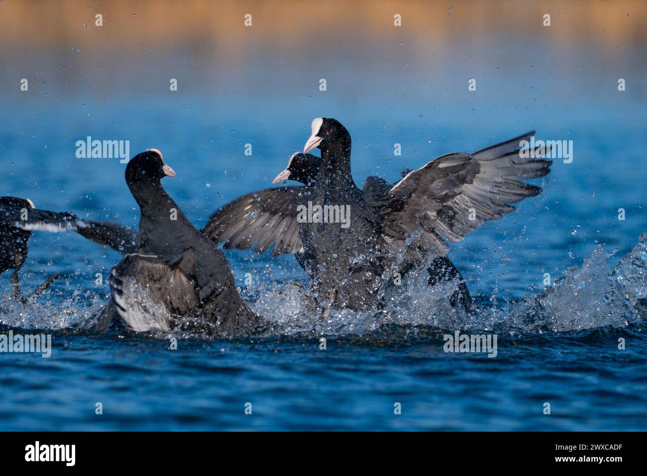 Fighting Ducks, Eurasian Coot Stock Photo