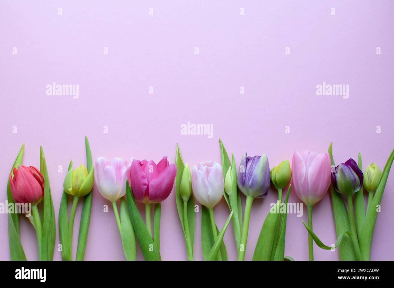 Bouquet of colorful spring tulips and place for text for Mother's Day or Women's Day on a pink background. Copy space Stock Photo
