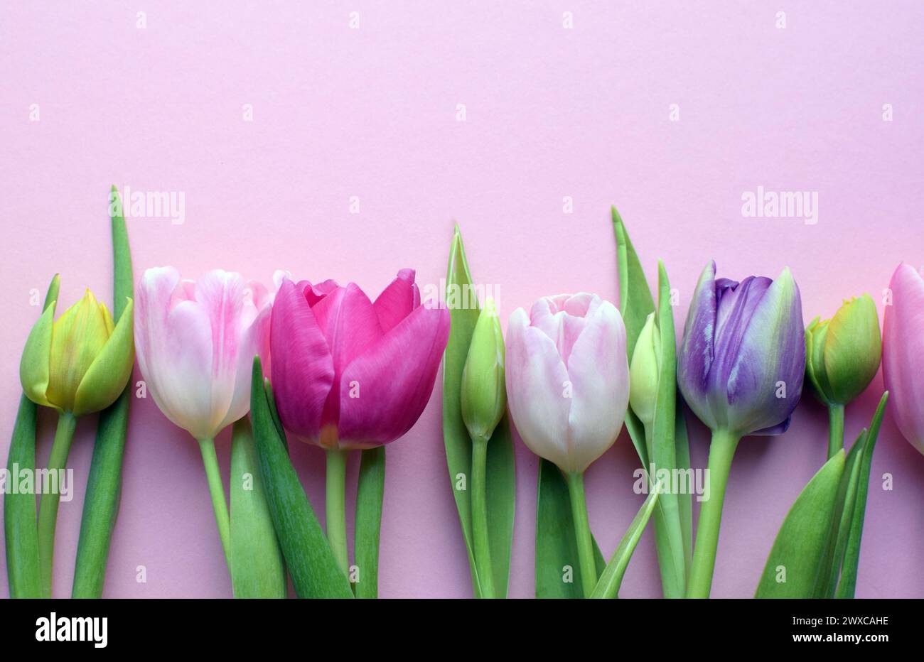 Bouquet of colorful spring tulips and place for text for Mother's Day or Women's Day on a pink background. Top view in flat style. Stock Photo