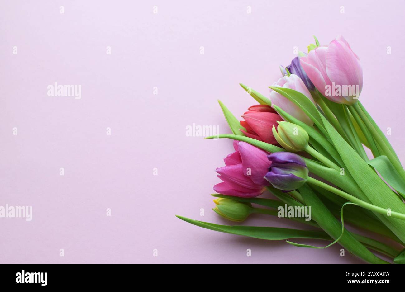 Bouquet of colorful spring tulips for Mother's Day or Women's Day on a  pink background.  Copy space. Stock Photo