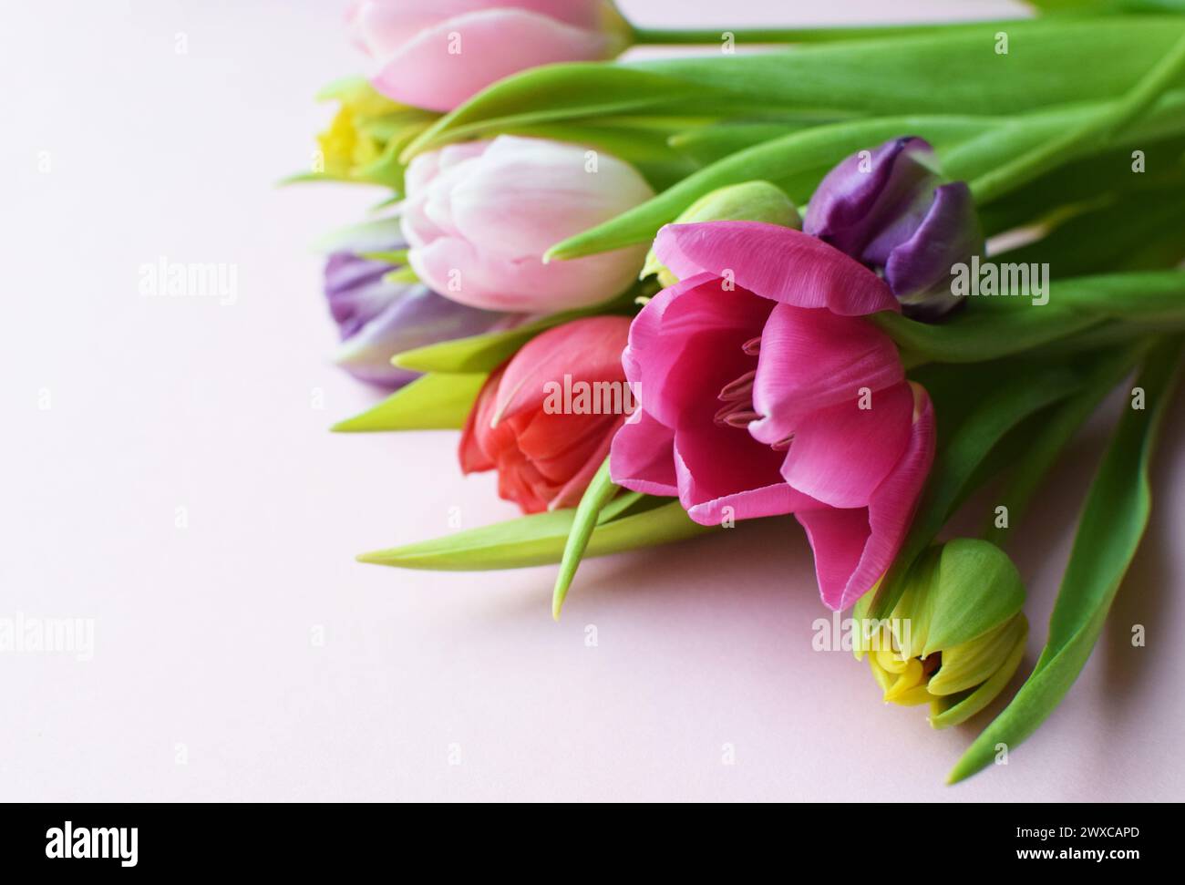 Bouquet of colorful spring tulips for Mother's Day or Women's Day on a  pink background. Stock Photo