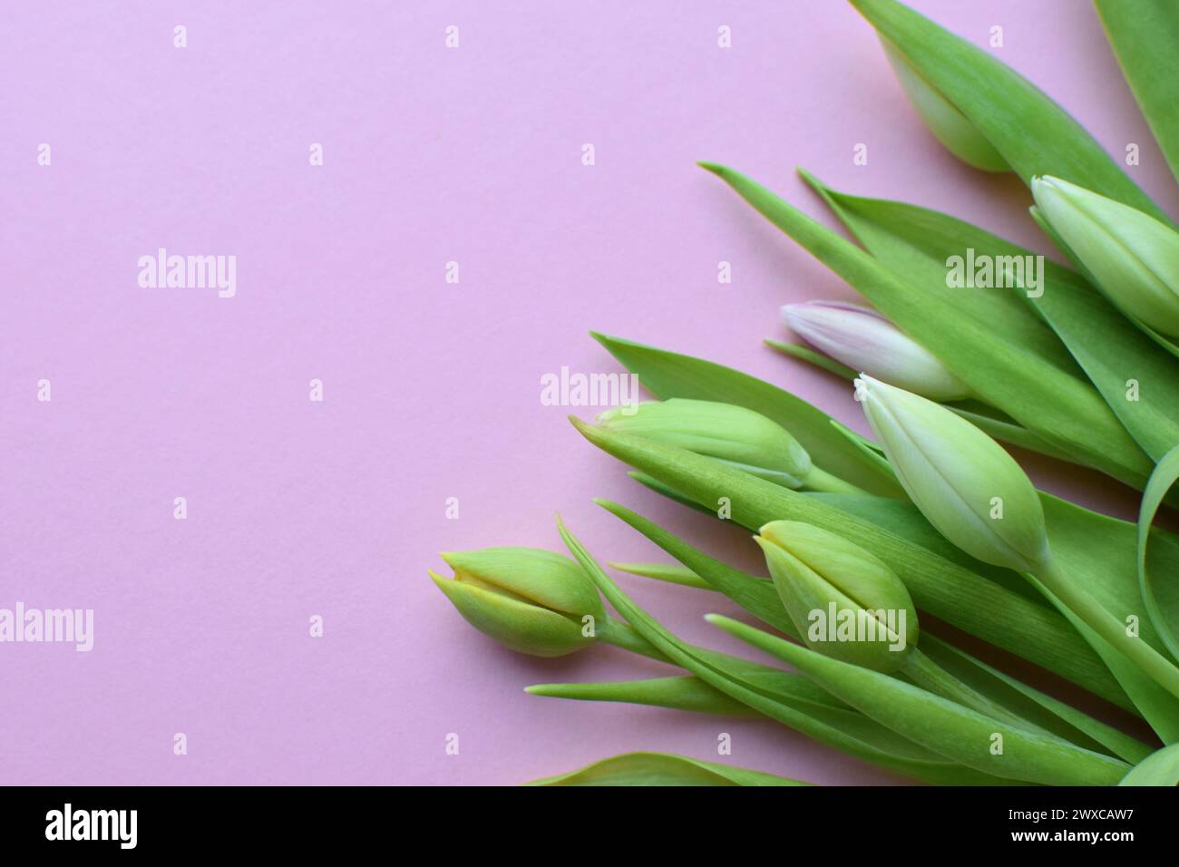Bouquet of green tulip buds on a pink background. Copy space. Stock Photo