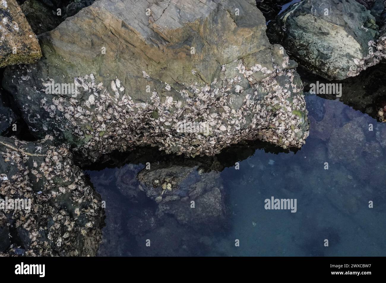A large rock with oyster shells attached in Australia Stock Photo