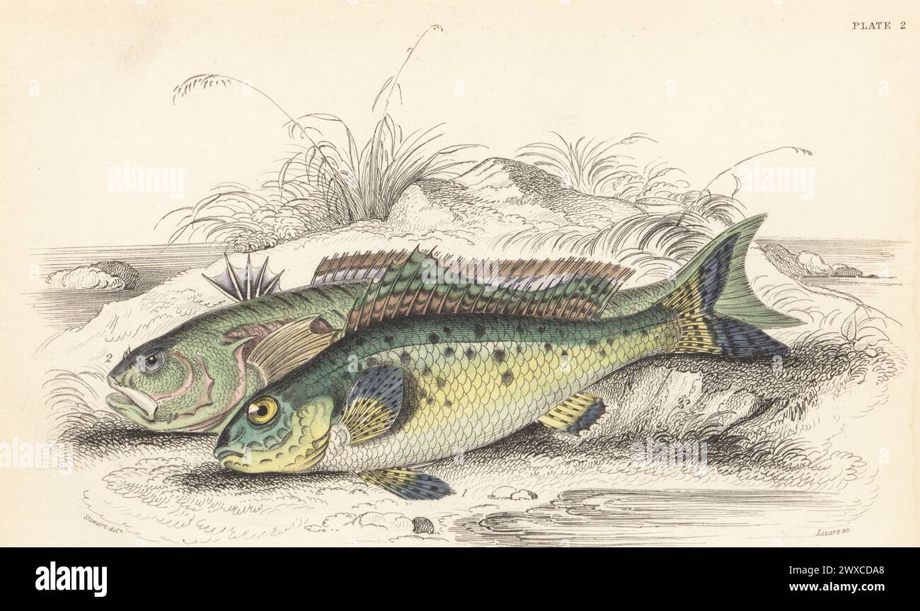 European ruffe or pope, Gymnocephalus cernua 1, and greater weever, Trachinus draco 2. Hand-coloured steel engraving by William Lizars after an illustration by James Stewart from Sir William Jardine's The Naturalist's Library, Ichthyology, British Fishes, W.H. Lizars, Edinburgh, 1843. Stock Photo