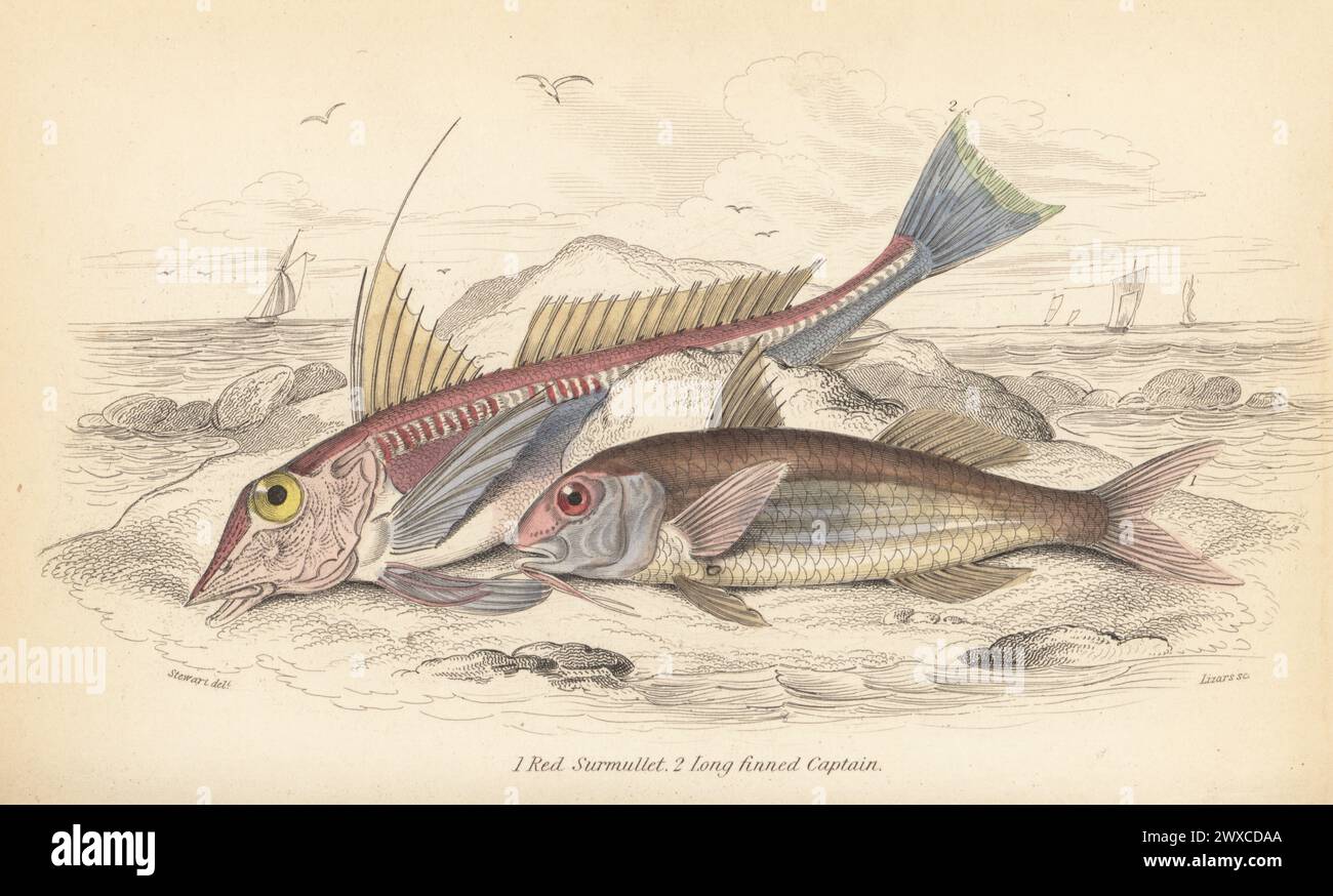 Red mullet, Mullus barbatus 1, and tub gurnard, Chelidonichthys lucerna 2. Hand-coloured steel engraving by William Lizars after an illustration by James Stewart from Sir William Jardine's The Naturalist's Library, Ichthyology, British Fishes, W.H. Lizars, Edinburgh, 1843. Stock Photo