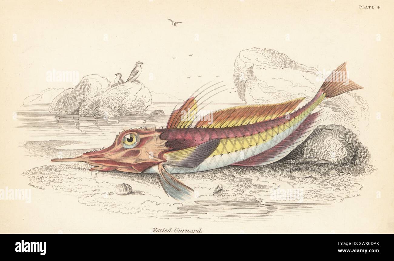 African armoured gurnard, Peristedion cataphractum. (Mailed gurnard, Peristedion malarmat.) Hand-coloured steel engraving by William Lizars after an illustration by James Stewart from Sir William Jardine's The Naturalist's Library, Ichthyology, British Fishes, W.H. Lizars, Edinburgh, 1843. Stock Photo