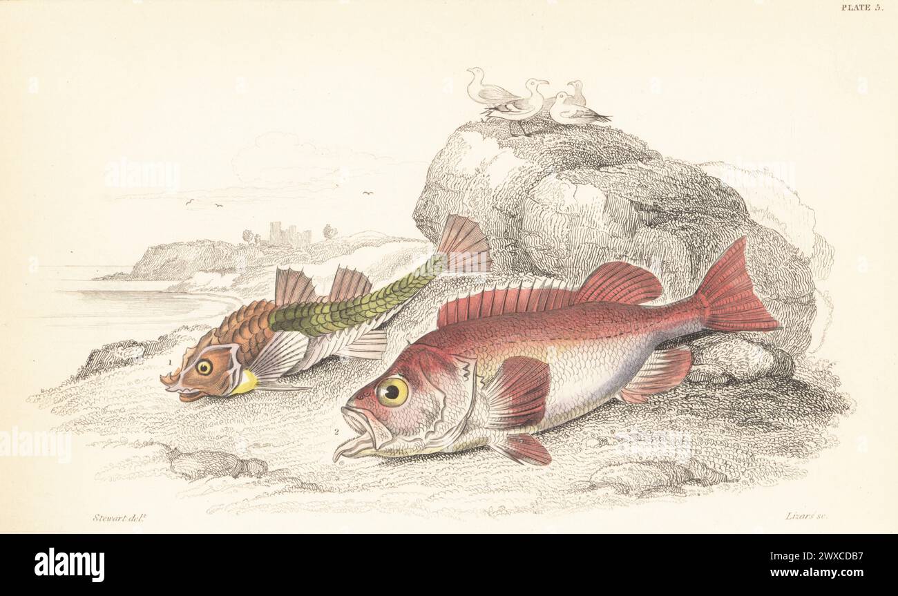 Pogge, Agonus cataphractus 1, and Norway haddock, Sebastes norvegicus 2. Hand-coloured steel engraving by William Lizars after an illustration by James Stewart from Sir William Jardine's The Naturalist's Library, Ichthyology, British Fishes, W.H. Lizars, Edinburgh, 1843. Stock Photo