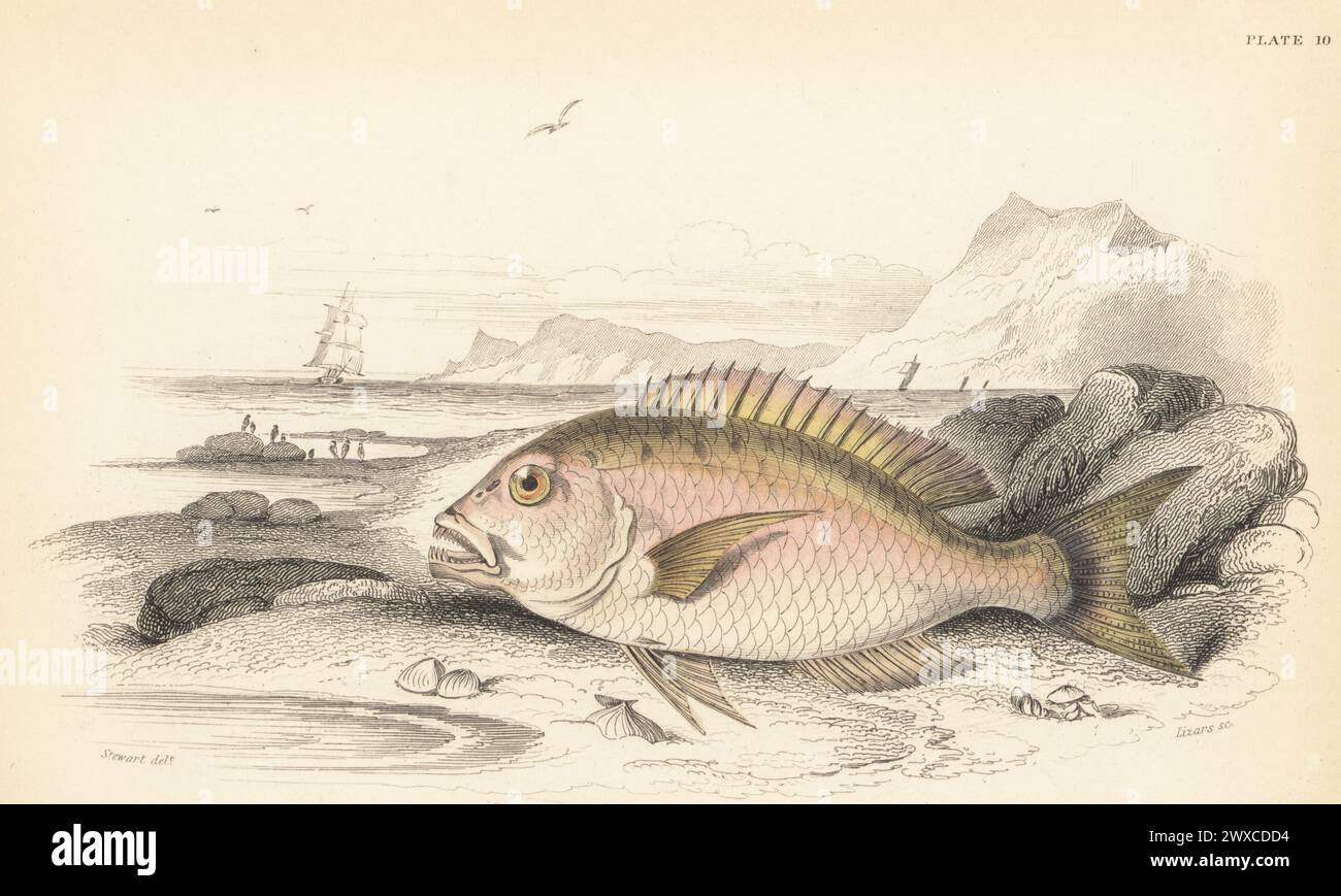 Common dentex, Dentex dentex, vulnerable. (Four-toothed sparus, Dentax vulgaris.) Hand-coloured steel engraving by William Lizars after an illustration by James Stewart from Sir William Jardine's The Naturalist's Library, Ichthyology, British Fishes, W.H. Lizars, Edinburgh, 1843. Stock Photo