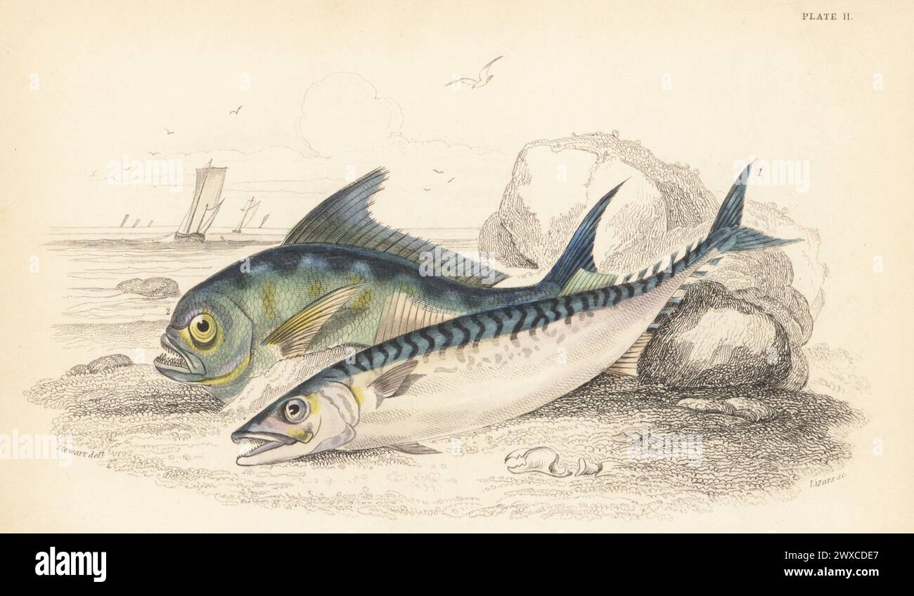 Atlantic mackerel, Scomber scombrus 1, and Atlantic pomfret, Brama brama 2. (Mackerel, Scomber scomber, and Ray's bream, Brama raii.) Hand-coloured steel engraving by William Lizars after an illustration by James Stewart from Sir William Jardine's The Naturalist's Library, Ichthyology, British Fishes, W.H. Lizars, Edinburgh, 1843. Stock Photo