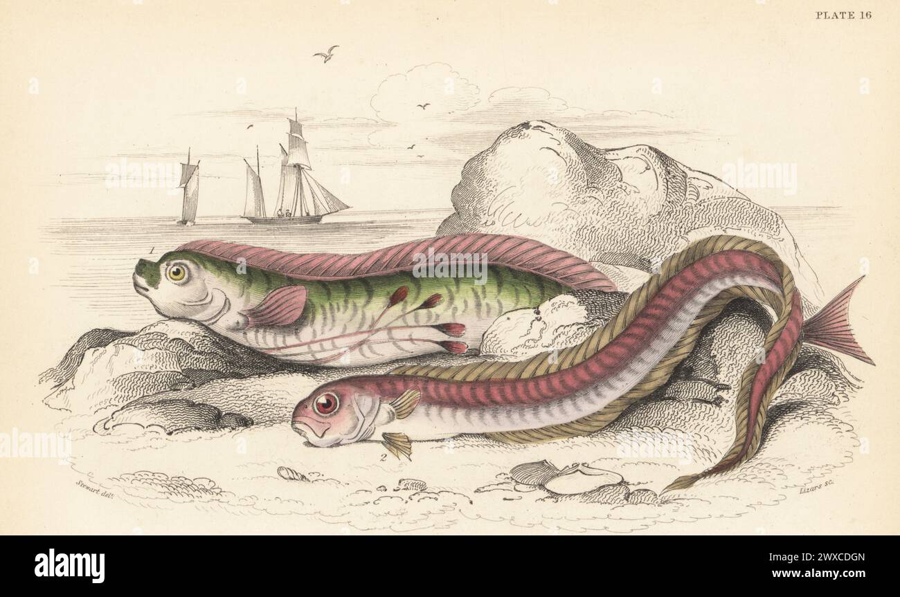 Oarfish, Regalecus russellii 1, and red bandfish, Cepola macrophthalma 2. Gymnetrus hawkenii, red band, Cepola rubescens. Hand-coloured steel engraving by William Lizars after an illustration by James Stewart from Sir William Jardine's The Naturalist's Library, Ichthyology, British Fishes, W.H. Lizars, Edinburgh, 1843. Stock Photo