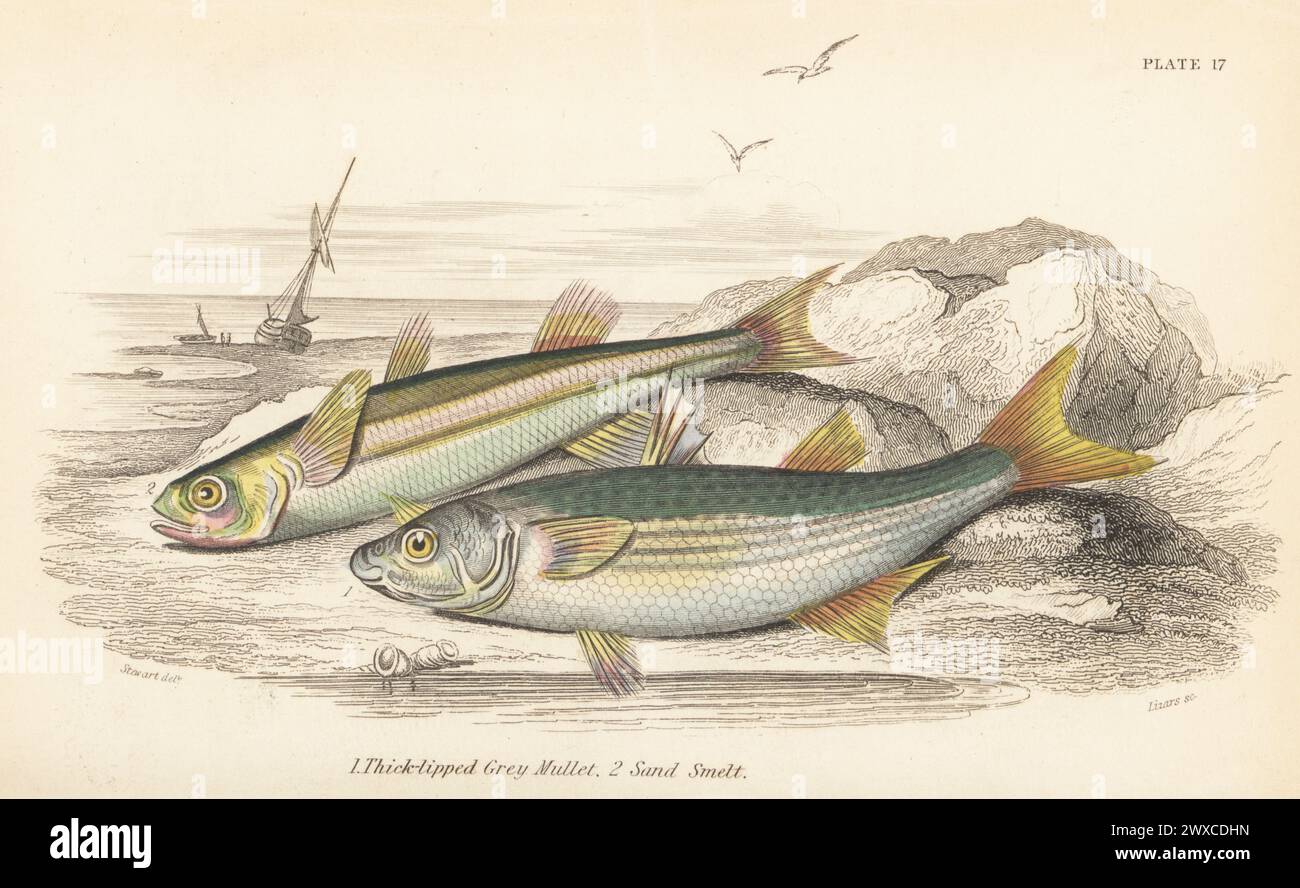 Thinlip mullet, Chelon ramada 1, and sand smelt, Atherina presbyter 2. Hand-coloured steel engraving by William Lizars after an illustration by James Stewart from Sir William Jardine's The Naturalist's Library, Ichthyology, British Fishes, W.H. Lizars, Edinburgh, 1843. Stock Photo