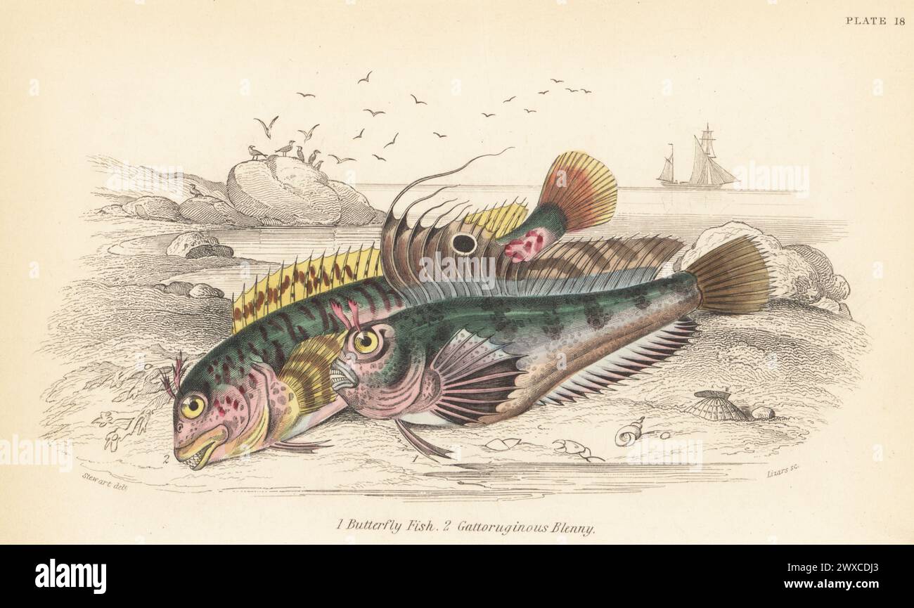 Butterfly blenny, Blennius ocellaris 1, and tompot blenny, Parablennius gattorugine 2. Hand-coloured steel engraving by William Lizars after an illustration by James Stewart from Sir William Jardine's The Naturalist's Library, Ichthyology, British Fishes, W.H. Lizars, Edinburgh, 1843. Stock Photo