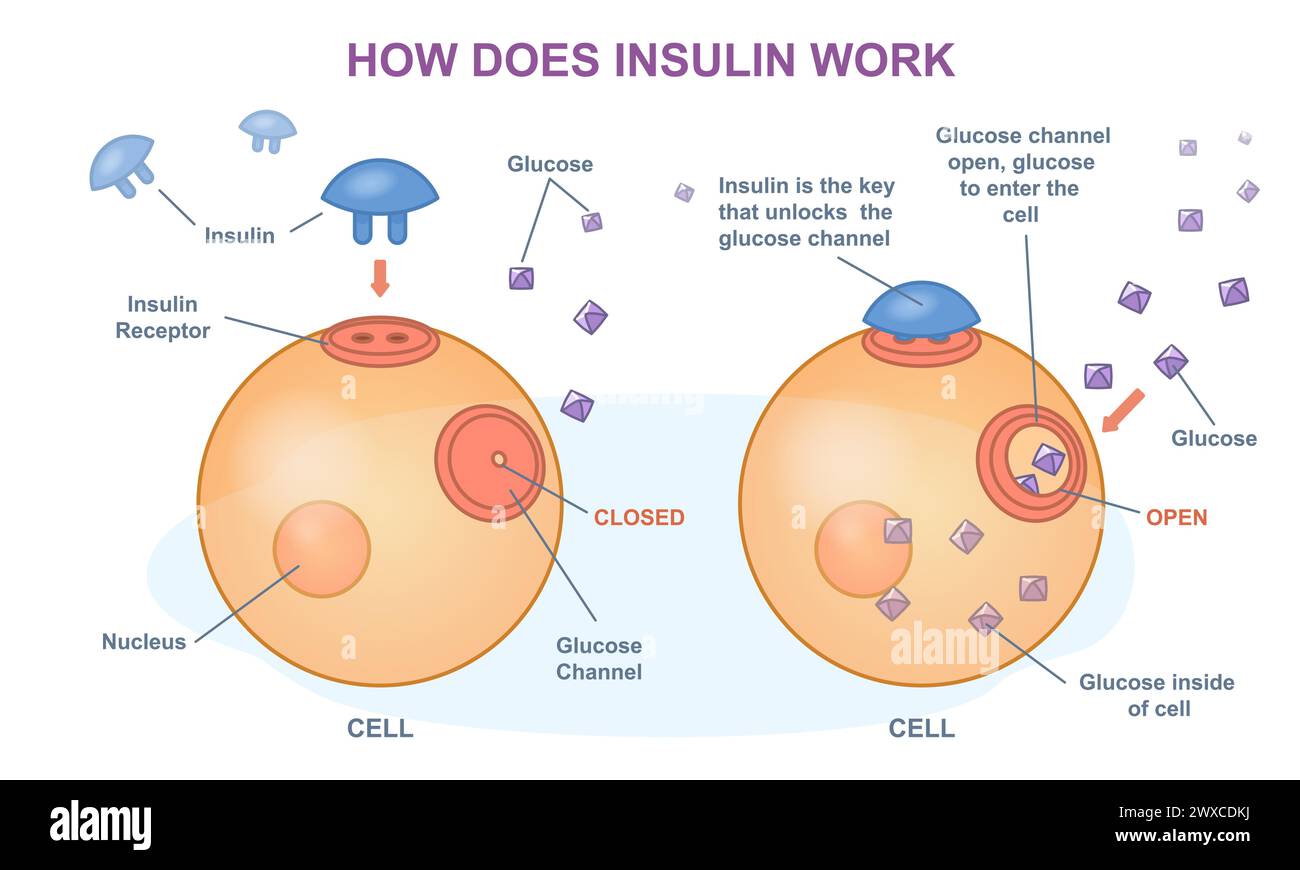 How does insulin work vector illustration stock vector image art alamy