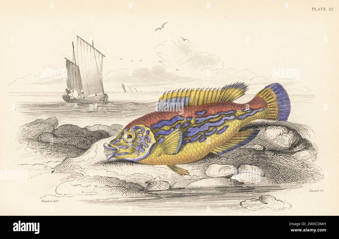 Cuckoo wrasse or blue-striped wrasse, Labrus mixtus. Adult male. Hand-coloured steel engraving by William Lizars after an illustration by James Stewart from Sir William Jardine's The Naturalist's Library, Ichthyology, British Fishes, W.H. Lizars, Edinburgh, 1843. Stock Photo