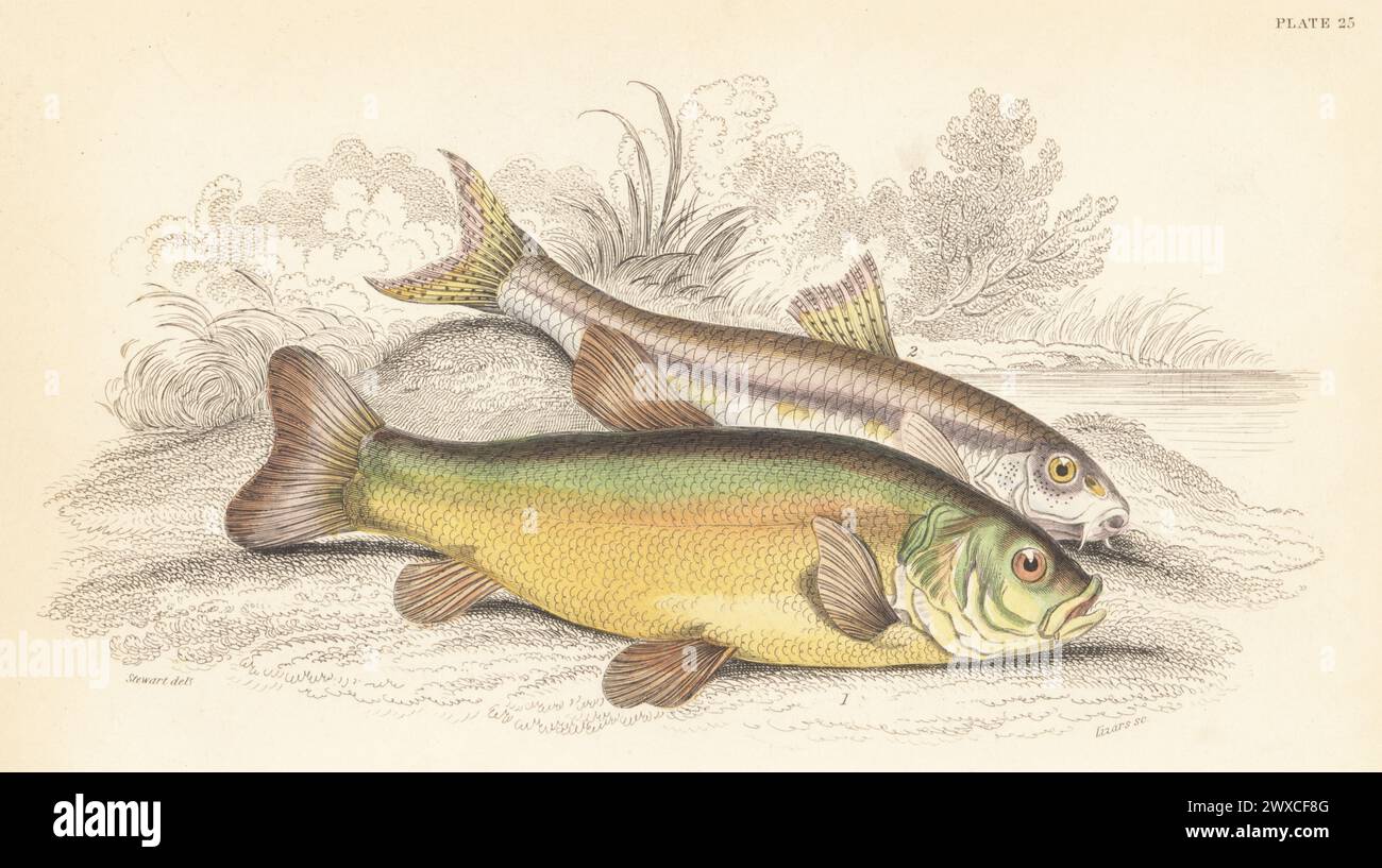 Common tench, Tinca tinca 1 and common gudgeon, Gobio gobio 2. Hand-coloured steel engraving by William Lizars after an illustration by James Stewart from Sir William Jardine's The Naturalist's Library, Ichthyology, British Fishes, W.H. Lizars, Edinburgh, 1843. Stock Photo