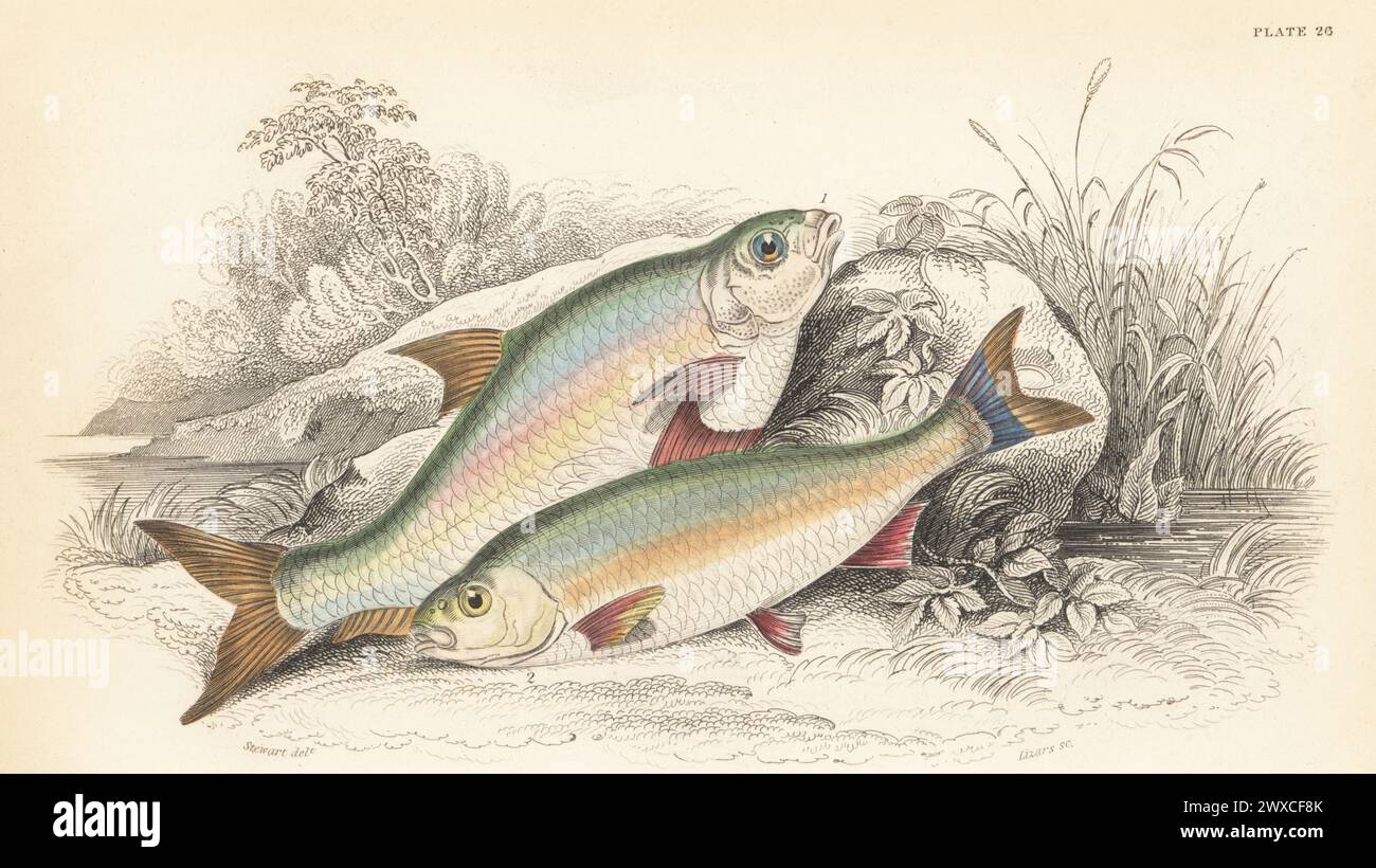 Common bream, Abramis brama 1, and rutilus roach, Rutilus rutilus 2. Hand-coloured steel engraving by William Lizars after an illustration by James Stewart from Sir William Jardine's The Naturalist's Library, Ichthyology, British Fishes, W.H. Lizars, Edinburgh, 1843. Stock Photo