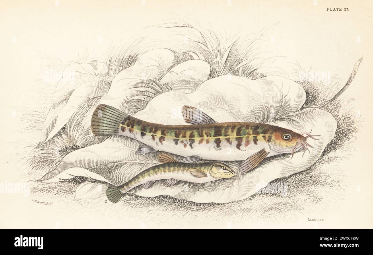 Stone loach, Barbatula barbatula 1, and spined loach or groundling, Cobitis taenia 2. Hand-coloured steel engraving by William Lizars after an illustration by James Stewart from Sir William Jardine's The Naturalist's Library, Ichthyology, British Fishes, W.H. Lizars, Edinburgh, 1843. Stock Photo