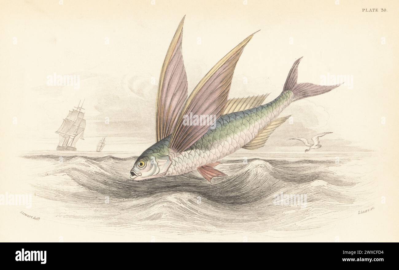 Tropical two-wing flyingfish or blue flyingfish, Exocoetus volitans. Hand-coloured steel engraving by William Lizars after an illustration by James Stewart from Sir William Jardine's The Naturalist's Library, Ichthyology, British Fishes, W.H. Lizars, Edinburgh, 1843. Stock Photo