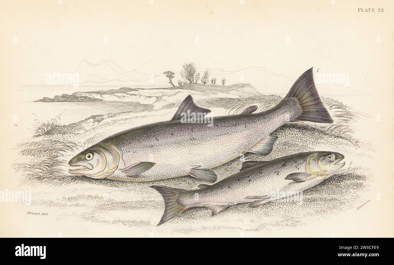 Atlantic salmon, Salmo salar, full-grown adult (parr) 1, and juvenile (gilse). Hand-coloured steel engraving by William Lizars after an illustration by James Stewart from Sir William Jardine's The Naturalist's Library, Ichthyology, British Fishes, W.H. Lizars, Edinburgh, 1843. Stock Photo