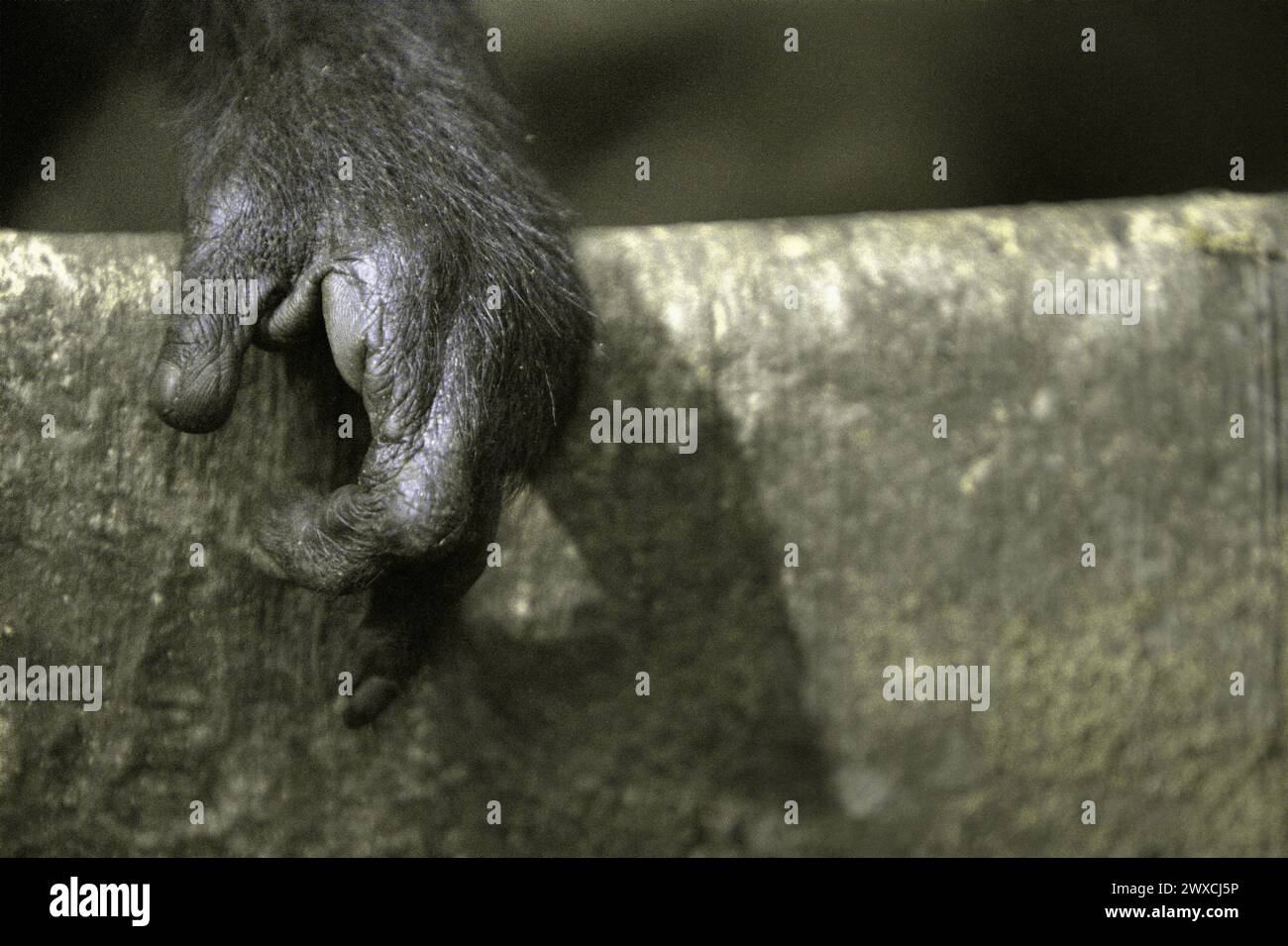 Detail of the left hand of a crested macaque (Macaca nigra), showing that it has lost its forefinger by a poacher's snare; photographed in Tangkoko forest, North Sulawesi, Indonesia. Climate change is altering environmental niches, causing species to shift their habitat range as they track their ecological niche, that could be a disadvantage in terms of effective management for biodiversity, according to Nature Climate Change. A report by a team of scientists led by Marine Joly, based on research conducted since 2012 to 2020, has revealed that the temperature is increasing by up to 0.2 degree Stock Photo