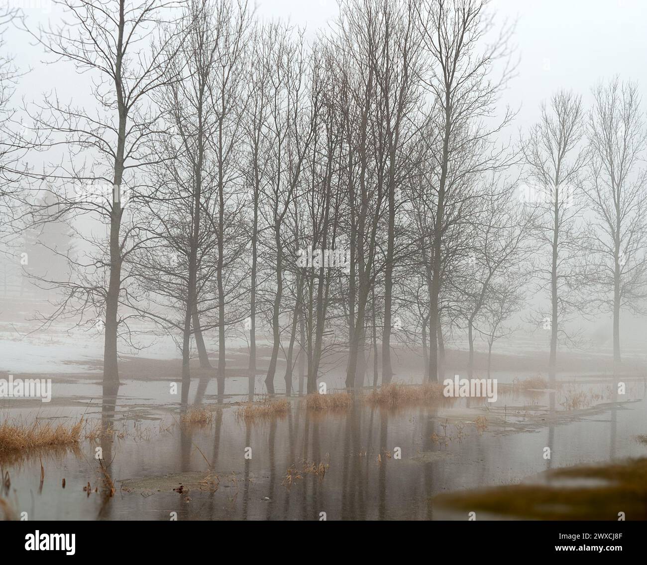 Tall trees in flooded field. Stock Photo