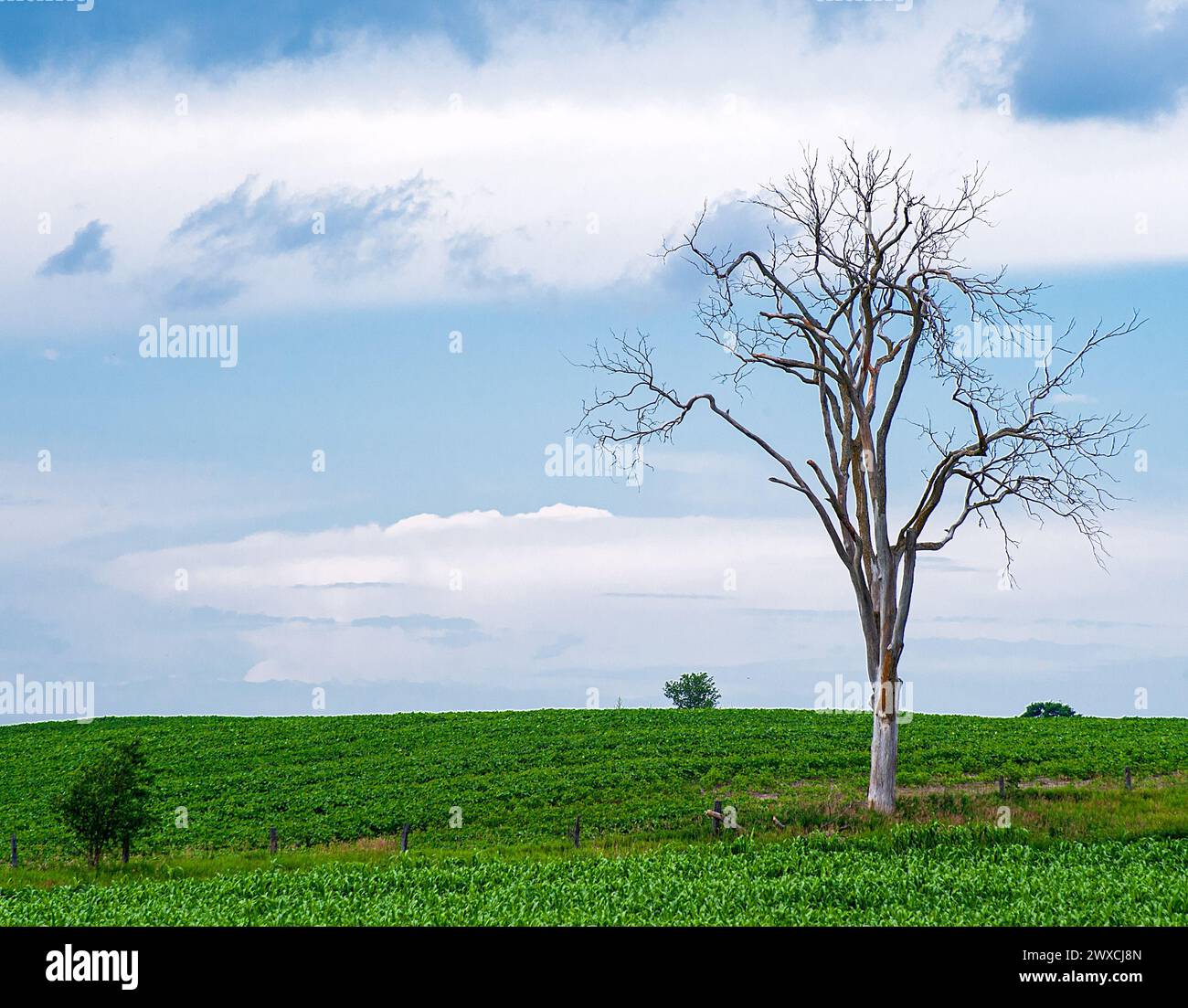 Leafless maple tree in corn field Stock Photo