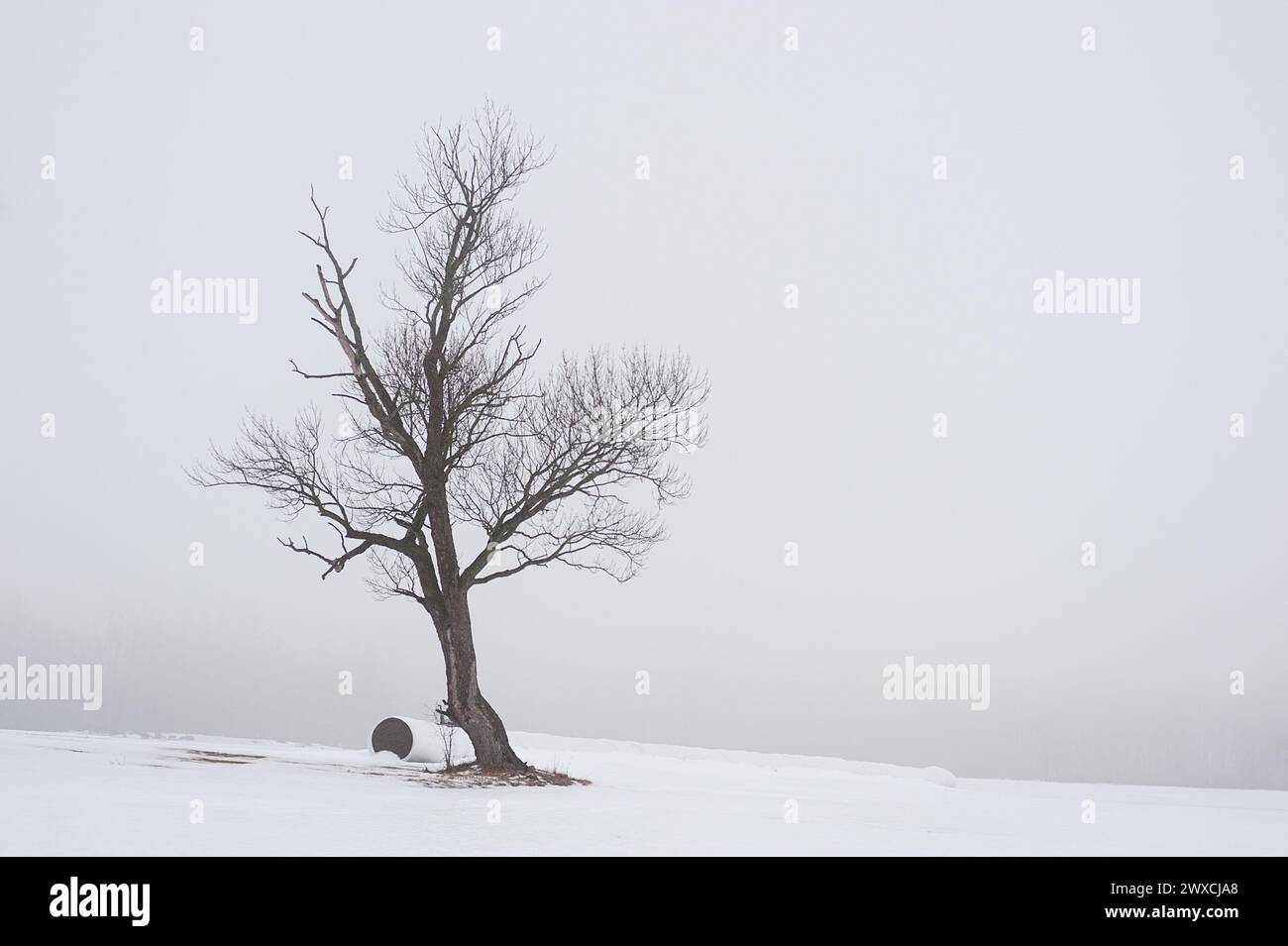 Round hay bales covered with a white plastic wrap since next in snow covered field. to a leafless maple tree Stock Photo