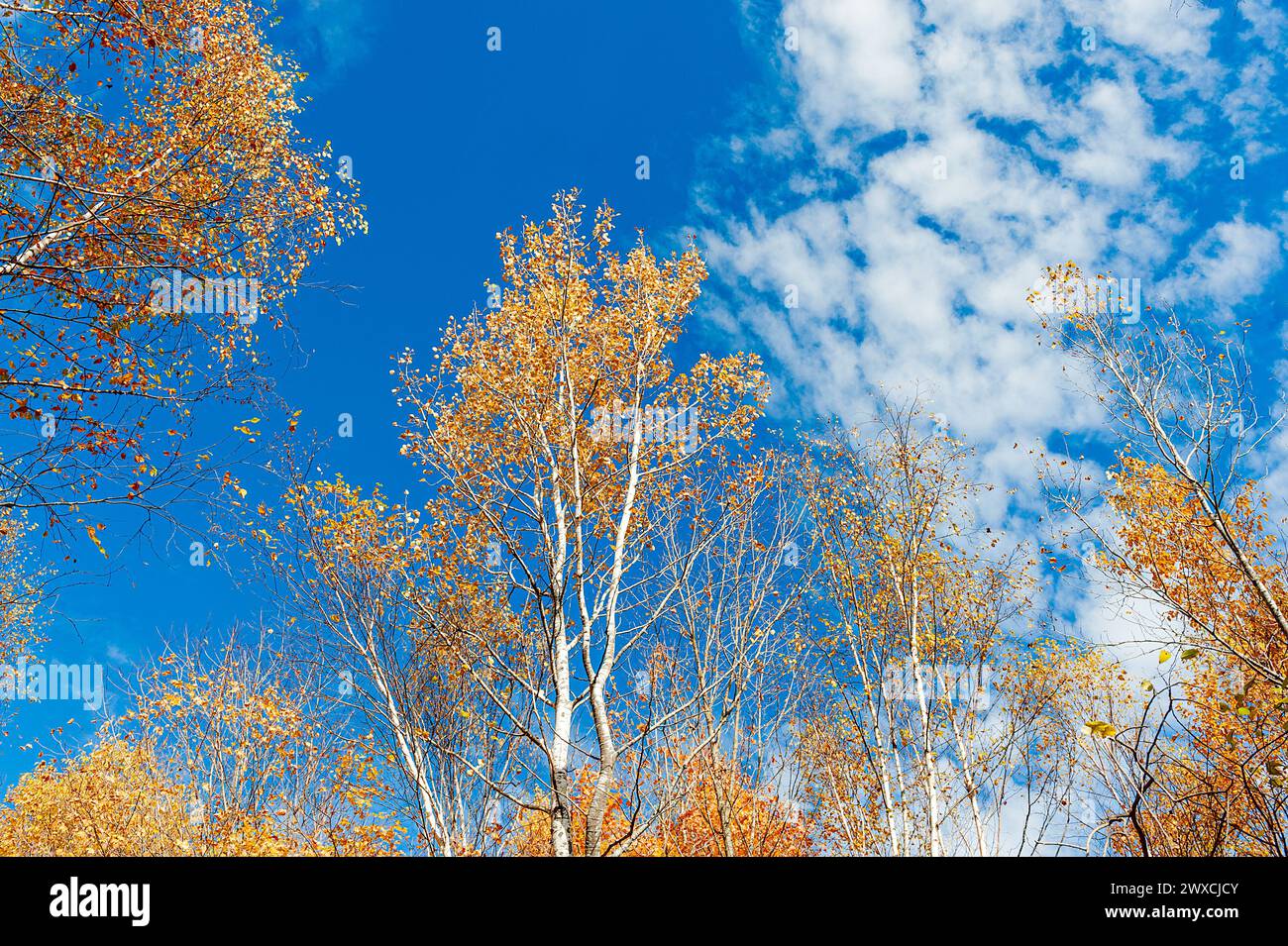 Looking up to yellow leaves on birch tree contrasting with blue sky Stock Photo