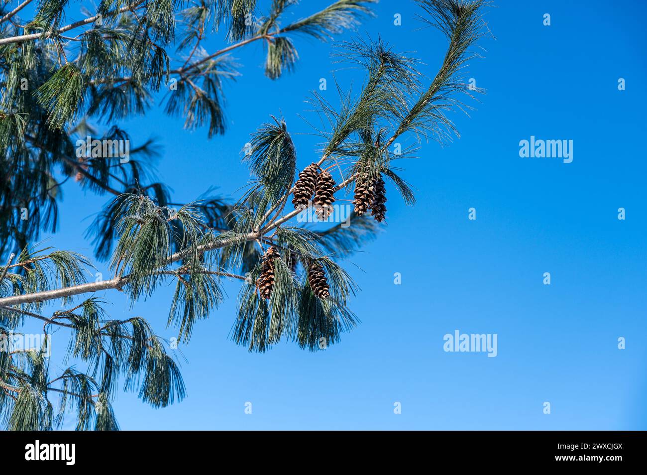 Pine cones on pine tree Stock Photo