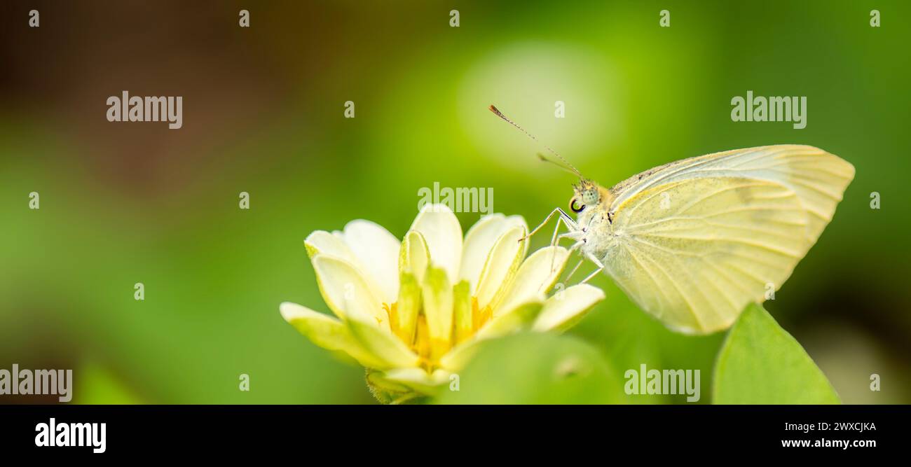 Pieris rapae is a small- to medium-sized butterfly species of the ...