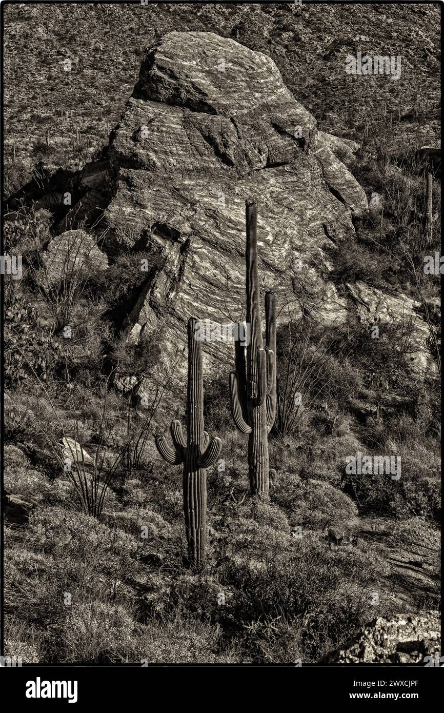 Landscape black white saguaro cactus hi-res stock photography and images -  Alamy