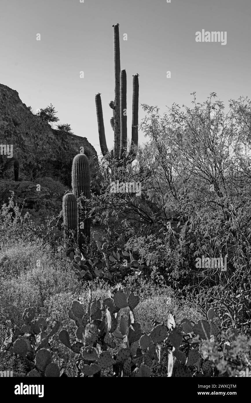 Cactuses of Saguaro National Park, Sonoran desert, Arizona, USA Stock Photo