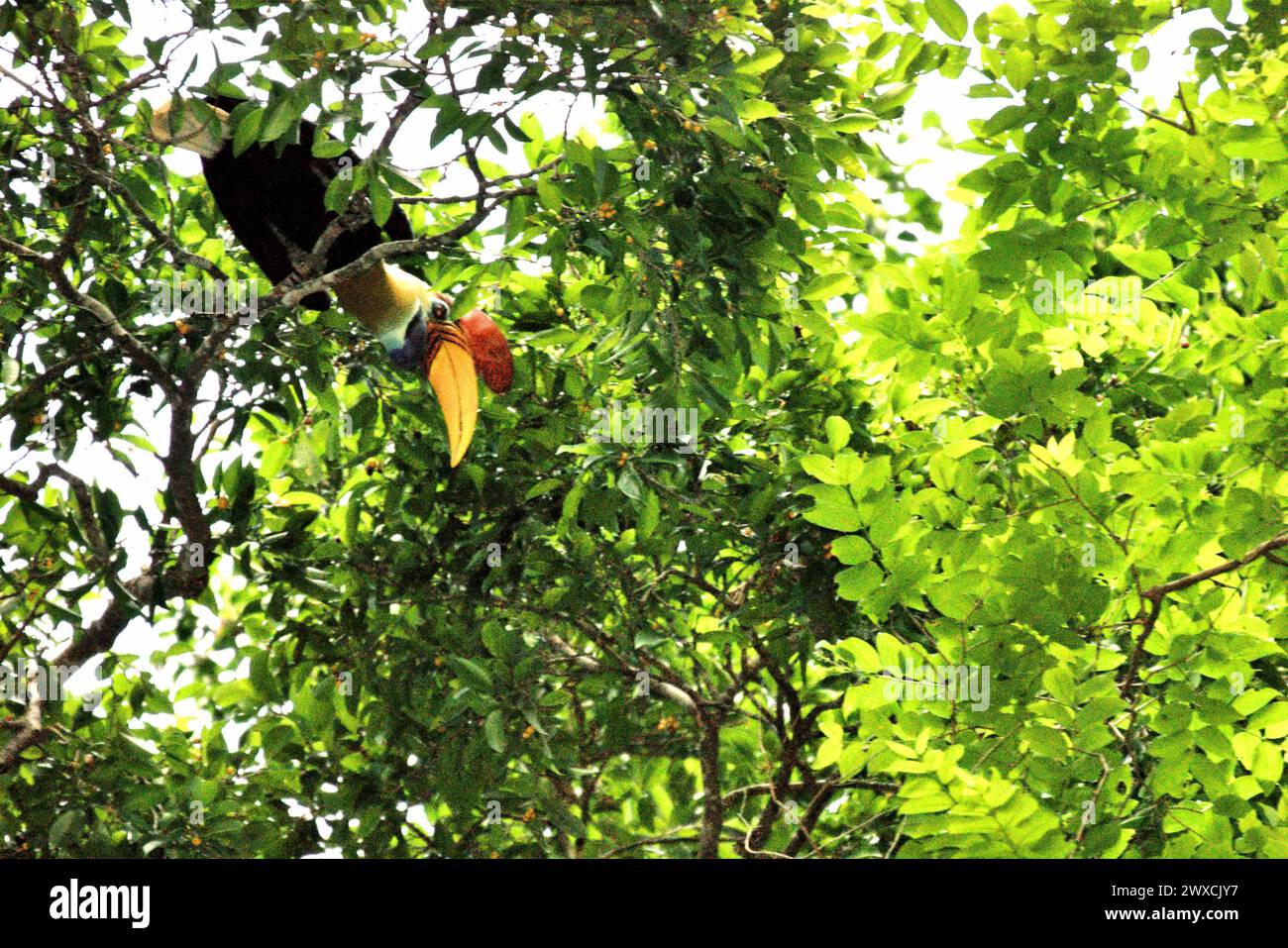 A male individual of knobbed hornbill (Rhyticeros cassidix) forages on a tree in Tangkoko Nature Reserve, North Sulawesi, Indonesia. Climate change is altering environmental niches, causing species to shift their habitat range as they track their ecological niche, that could be a disadvantage in terms of effective management for biodiversity, according to Nature Climate Change. A report by a team of scientists led by Marine Joly, based on research conducted since 2012 to 2020, has revealed that the temperature is increasing by up to 0.2 degree Celsius per year in Tangkoko forest, and the... Stock Photo