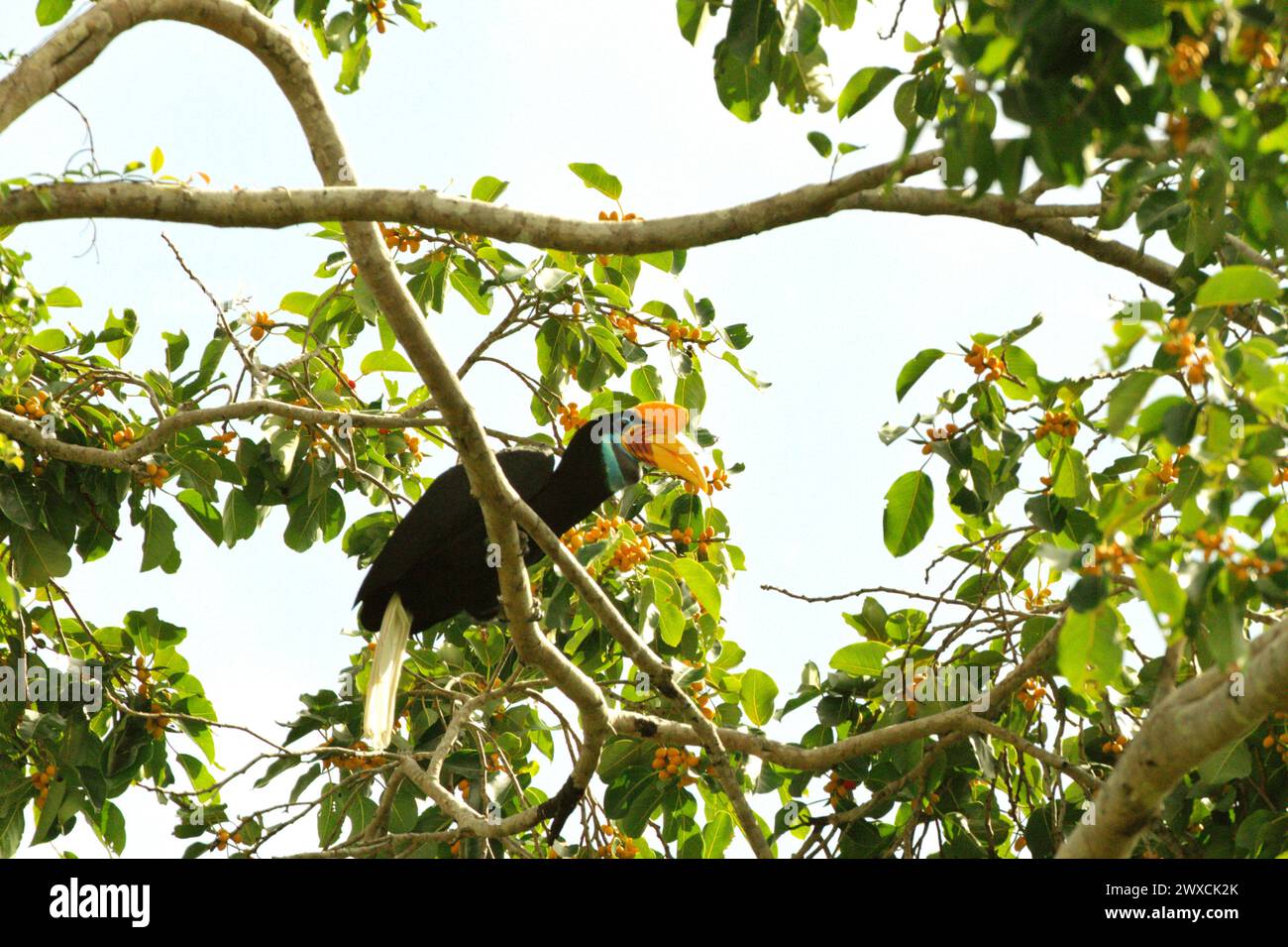 A knobbed hornbill (Rhyticeros cassidix) female perches on a branch of a fruited fig tree, as it is foraging in a vegetated area near Mount Tangkoko and Mount Duasudara (Dua Saudara) in Bitung, North Sulawesi, Indonesia. Climate change is altering environmental niches, causing species to shift their habitat range as they track their ecological niche, that could be a disadvantage in terms of effective management for biodiversity, according to Nature Climate Change. A report by a team of scientists led by Marine Joly, based on research conducted since 2012 to 2020, has revealed that the... Stock Photo