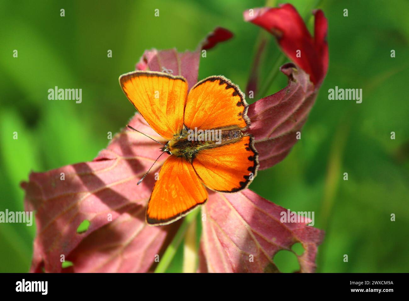 Bright orange butterfly Scarce copper (Lycaena virgaureae, family Lycaenidae), Male Stock Photo