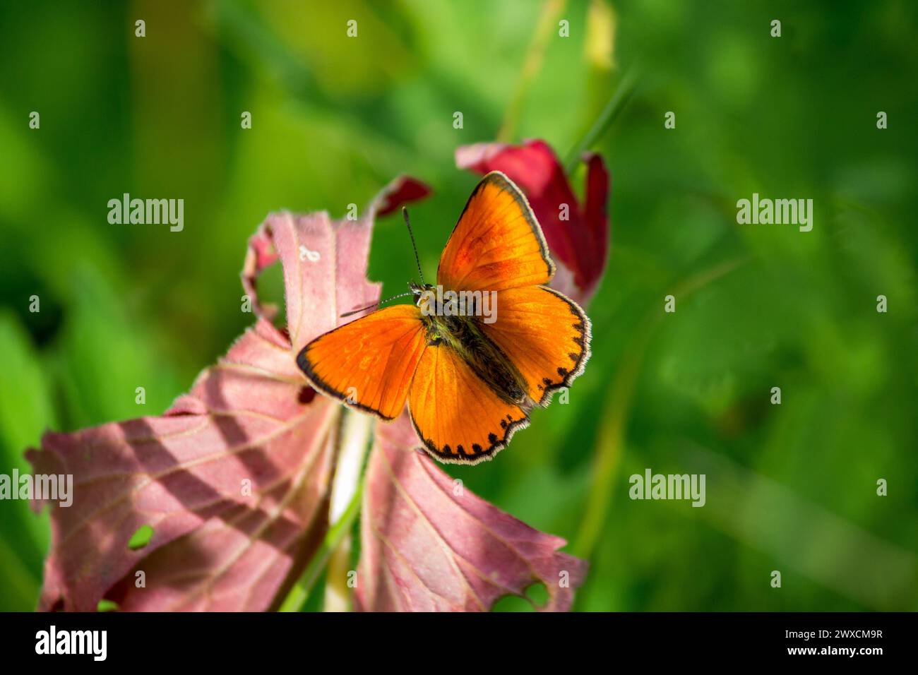 Bright orange butterfly Scarce copper (Lycaena virgaureae, family Lycaenidae), Male Stock Photo