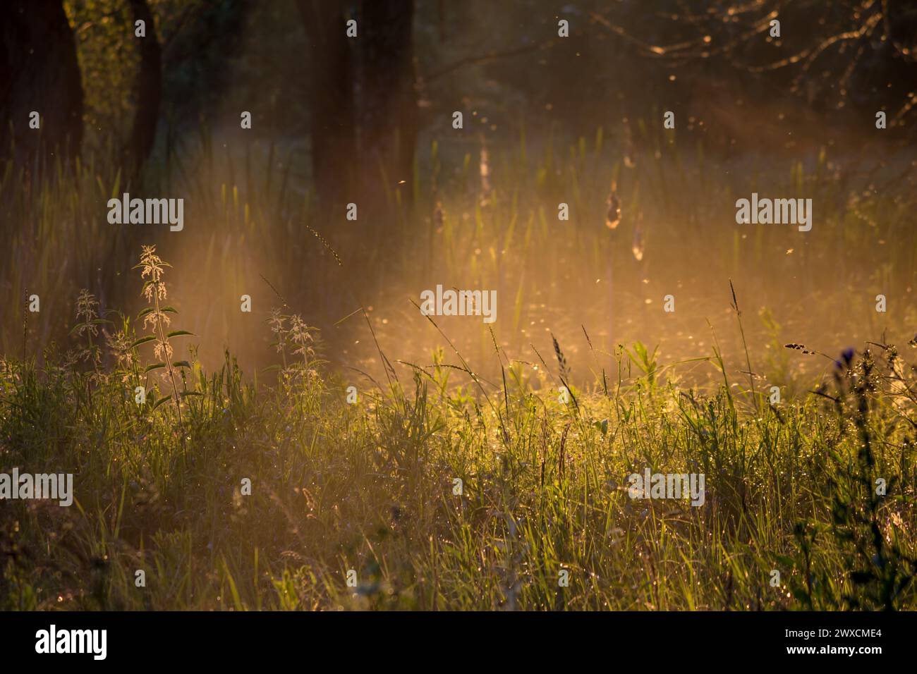 Rain in nature hi-res stock photography and images - Alamy