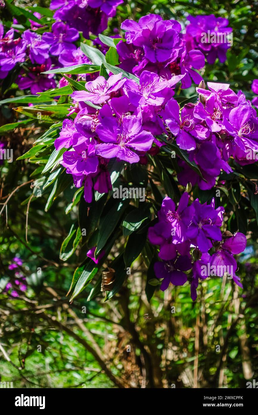 The North Coast Regional Botanic Garden in Coffs Harbour showcases