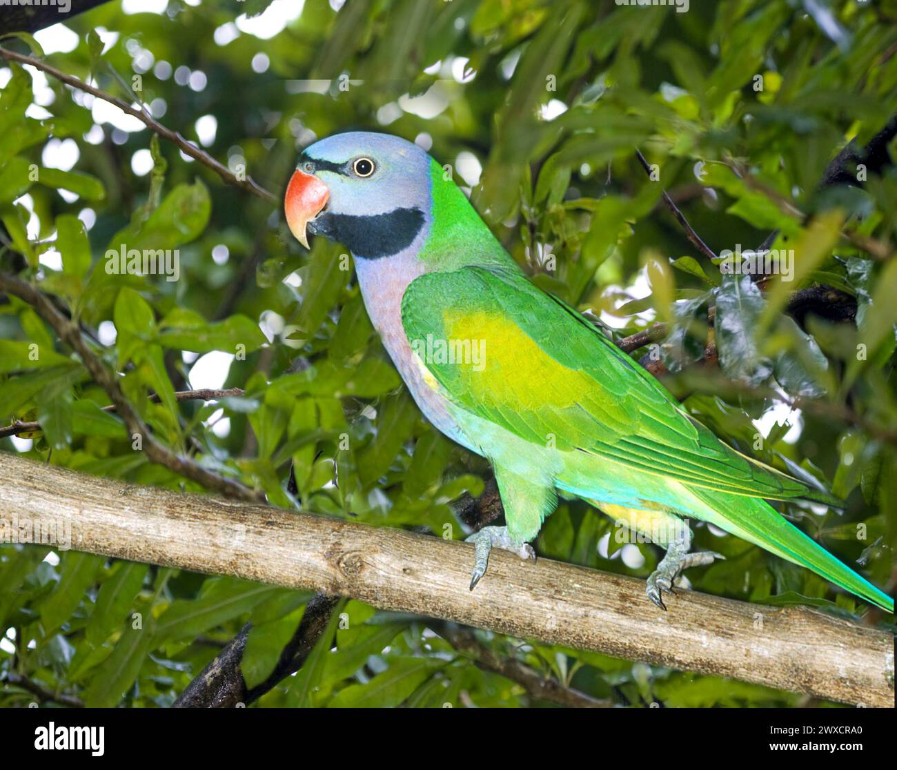 Alexandrine parakeet (Psittacula eupatria), also known as the Alexandrine parrot. This parakeet has established feral populations in various parts of the world, including Israel, where it competes with the local wildlife and is considered a pest. Photographed in Tel Aviv, Israel, in February. Stock Photo