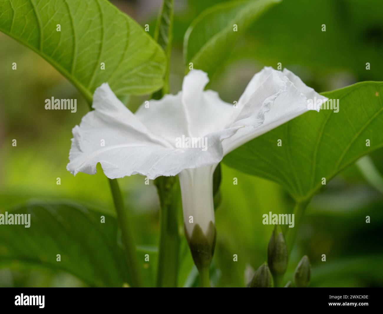 White flower bloom of the green leafy Kangkong or water Spinach on a curved stem growing in a vegetable garden Stock Photo