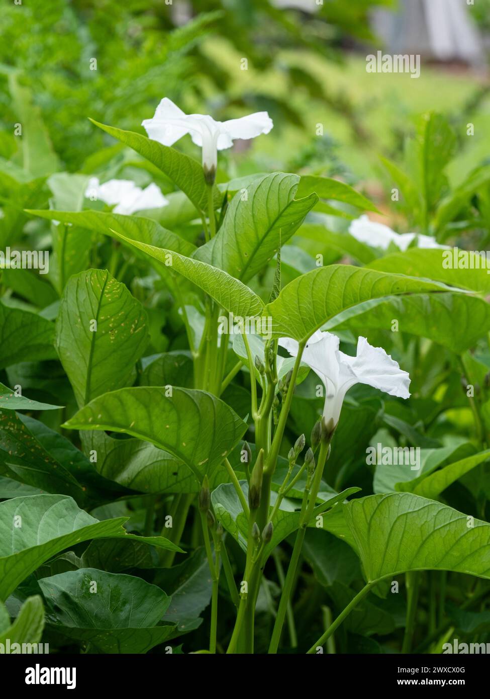 White flower blooms of the green leafy Kangkong or water Spinach growing in a vegetable garden Stock Photo
