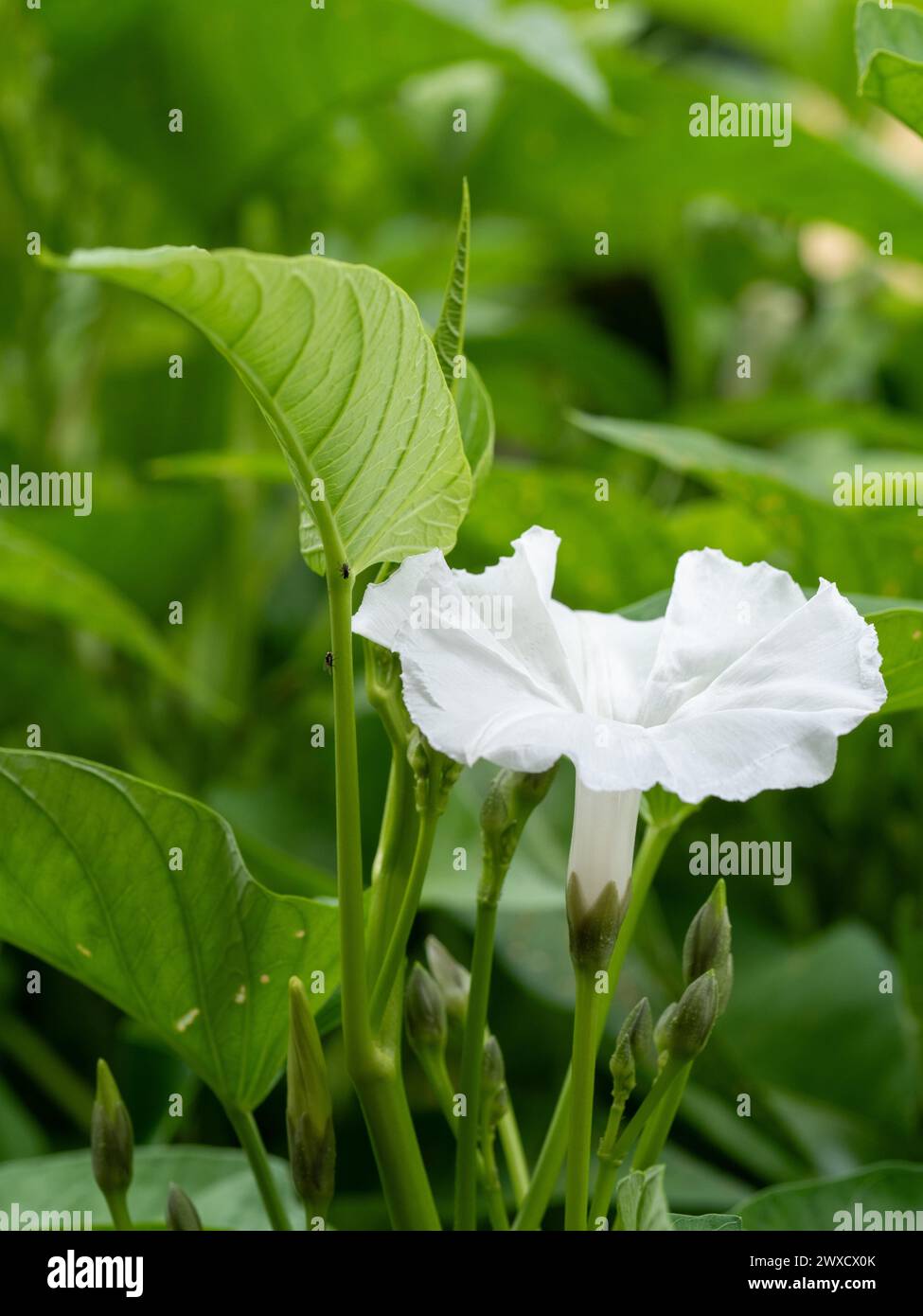 White flower bloom of the green leafy Kangkong or water Spinach growing in a vegetable garden Stock Photo