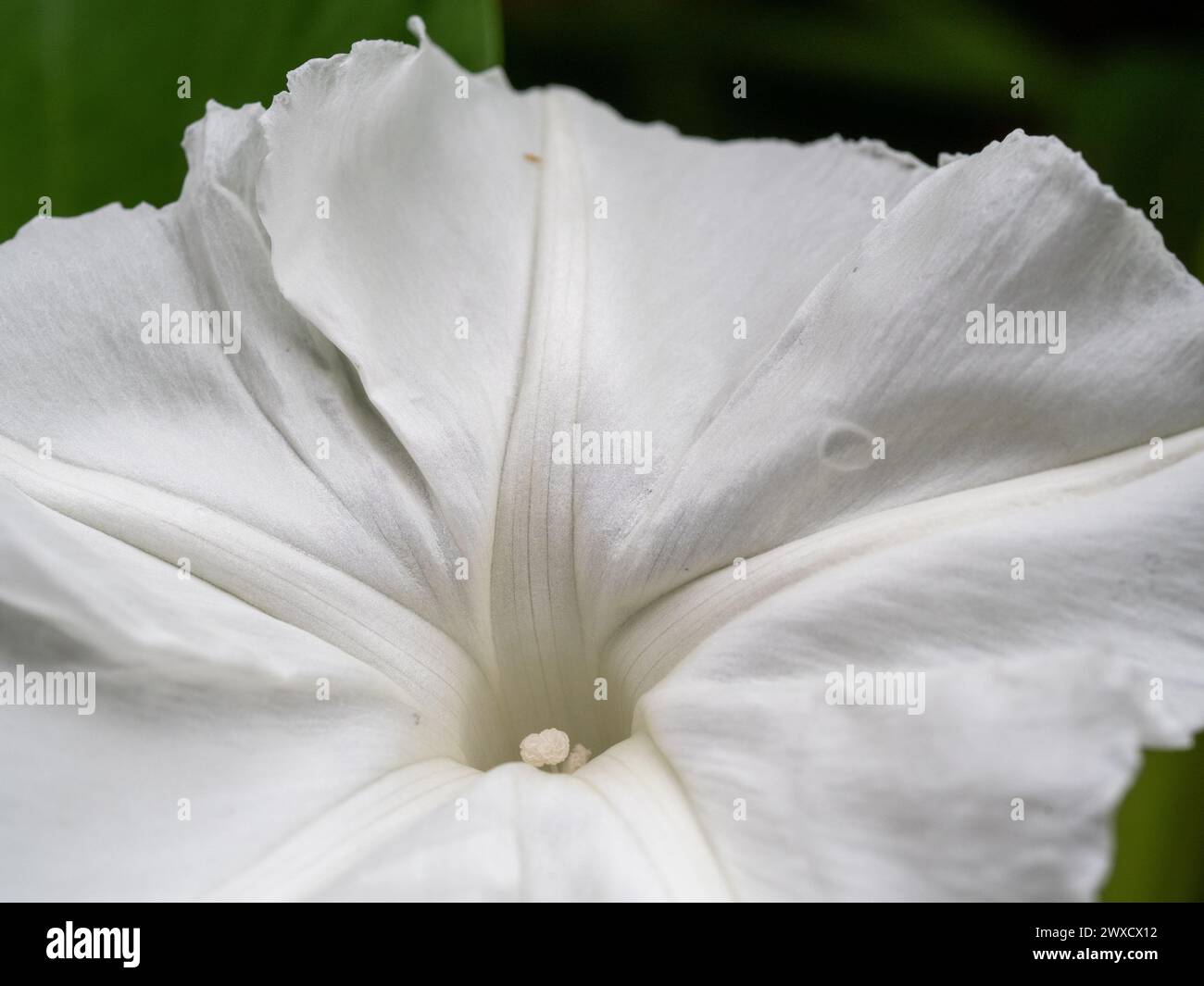 White flower closeup of Kankong aka Water Spinach plant Stock Photo